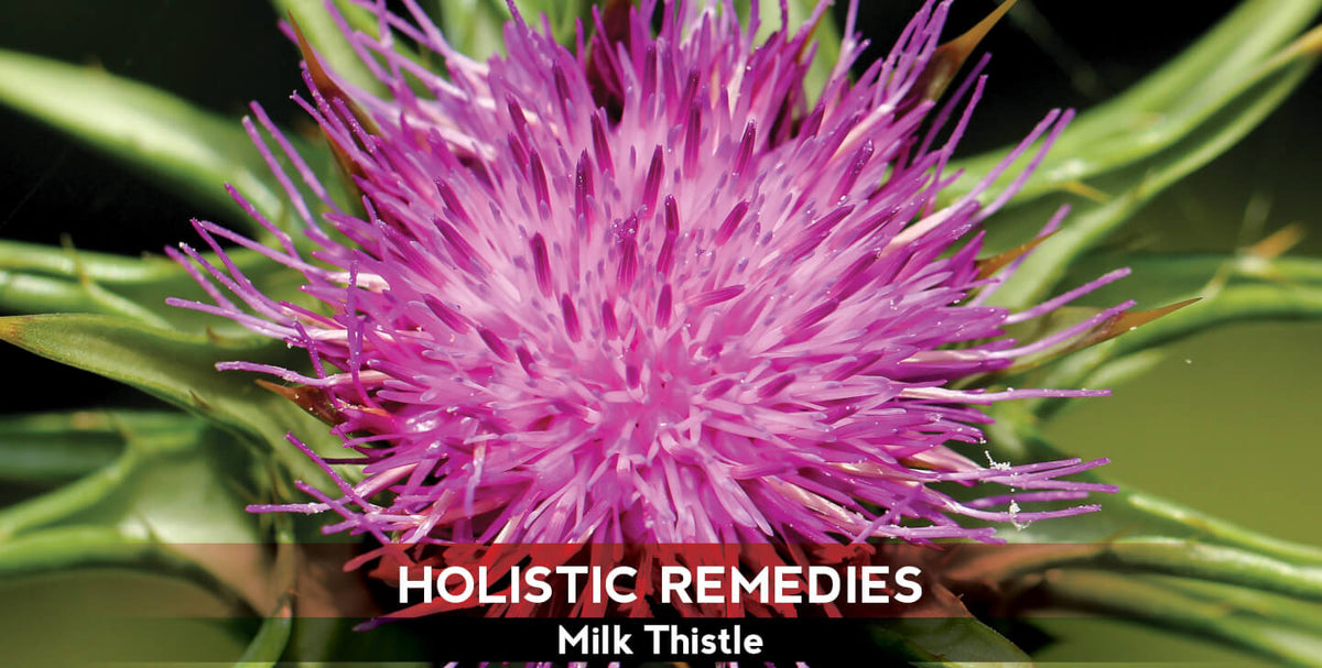 Milk Thistle: Your Liver’s Best Friend