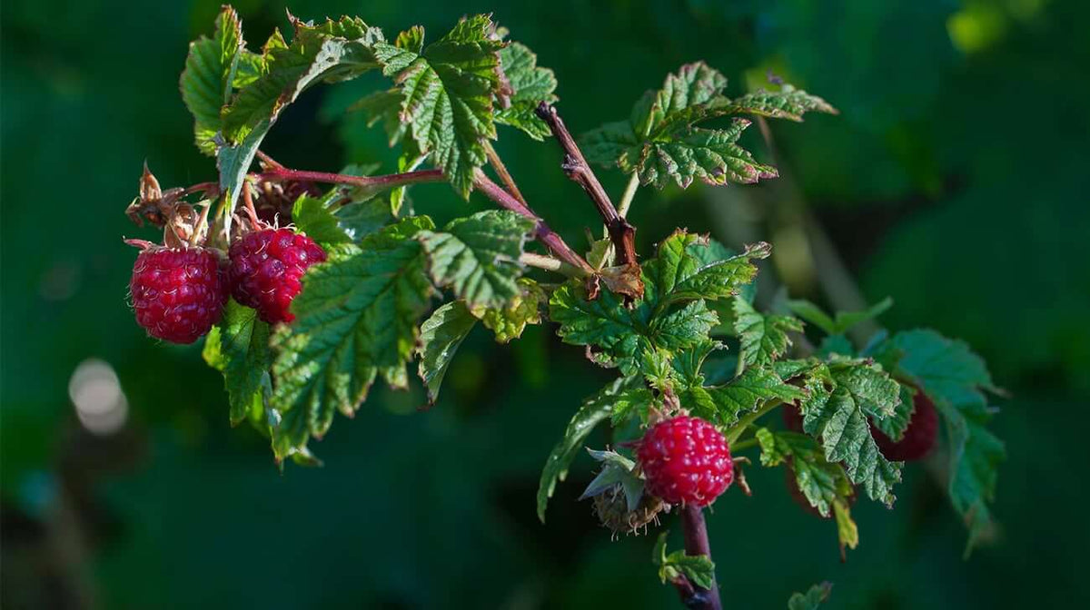 Raspberries: Rooted in Medicine