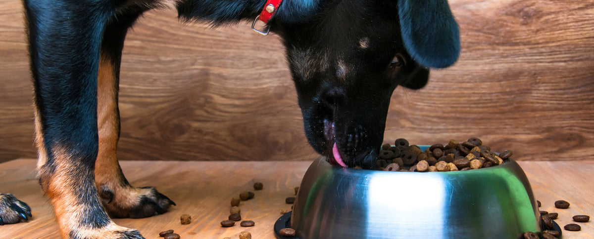 Why Your Pet Should Be On A High-Protein Diet