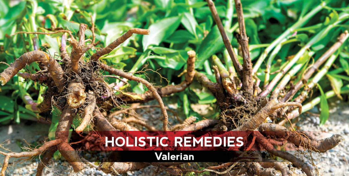 Valerian: The Bedtime Tranquilizer