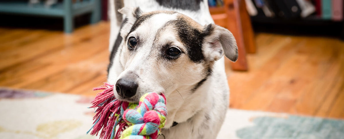 3 Ways Every Spartan Should Exercise Their Pet